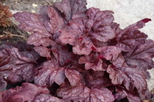 Heuchera 'Red Dragon' 